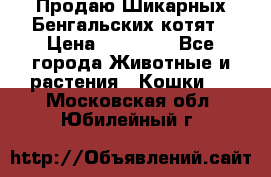 Продаю Шикарных Бенгальских котят › Цена ­ 17 000 - Все города Животные и растения » Кошки   . Московская обл.,Юбилейный г.